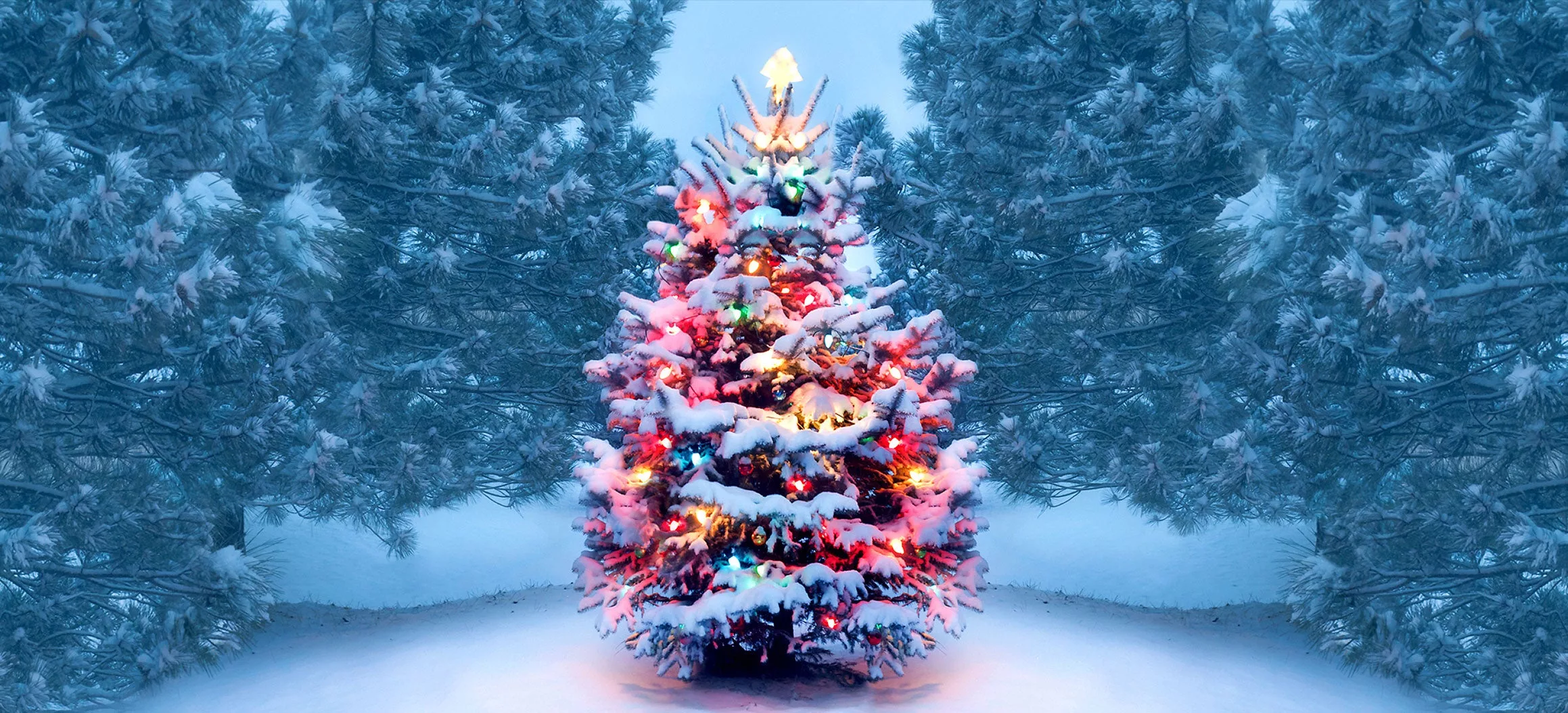 FBC Christmas Forum Rolls